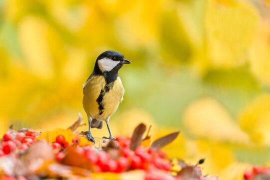 A great tit sits on the ground and eats red rowan berries. A great tit in the nature habitat. Parus major. Wildlife scene with a titmouse. 