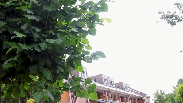 Video of street with houses and trees moving in the wind.