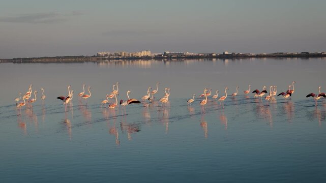 Flock Greater Flamingos Wading Lagoon Waters La Grande Motte France Landscape