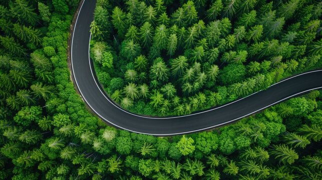 Overhead drone perspective of a dark winding asphalt road navigating through a dense lush evergreen forest canopy highlighting nature s path