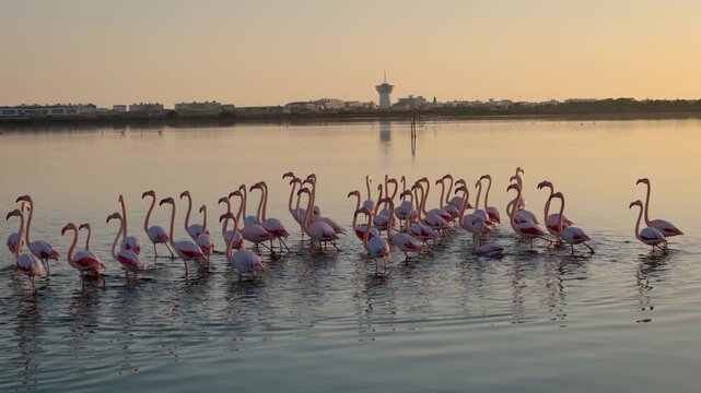 Drone approach to a group of pink flamingos on &Eacute;tang de Thau lagoon, France at sunset