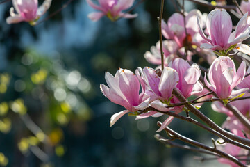 Pink magnolia blossoms on tree branches in spring © Elena