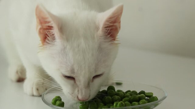 Kitten eating fresh green food, white background