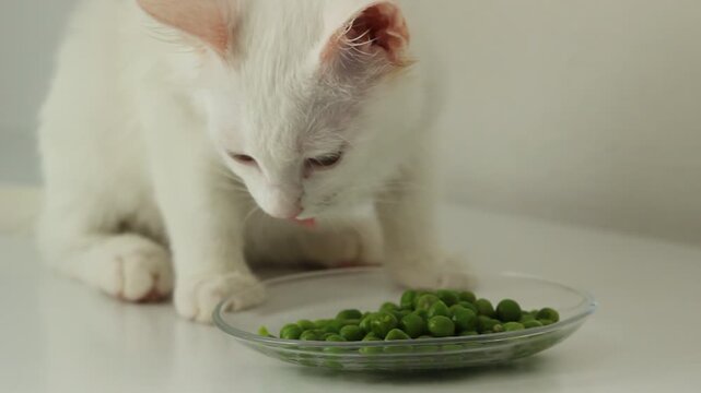 Cat eating fresh green food, white background
