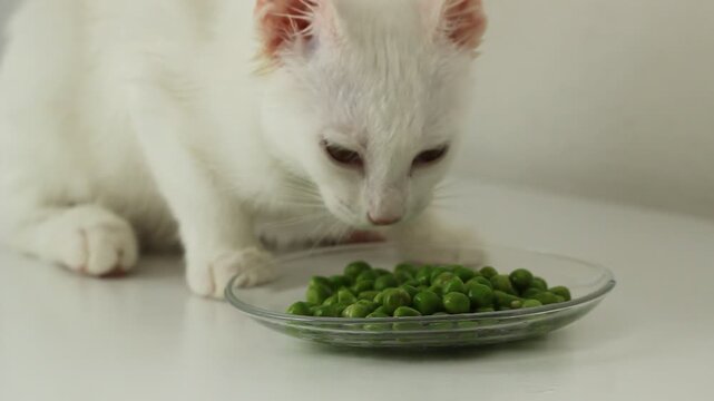 Animal background, cat eating fresh green food