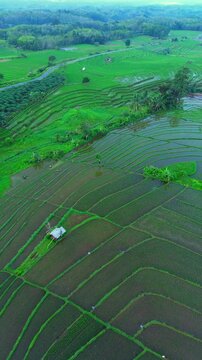 the beauty of the foggy morning panorama with sunrise and rice fields in Bengkulu, indonesia, asia