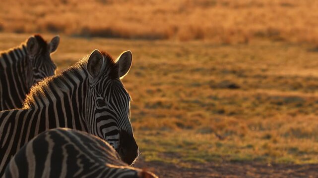 Burchell's zebras on alert in field backlit by golden sunset light. Telephoto