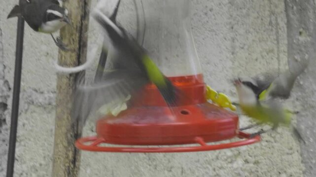 Yellow-bellied bananaquits approach, perch and displace one another around a red hanging nectar feeder near Paso del Cedral, Cozumel, against a pale wall.