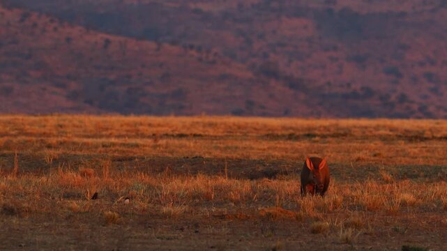 Solitary aardvark feeds on grassland as warm sunset light washes the savannah