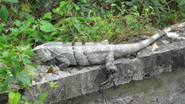 A large gray iguana lies lengthwise on a weathered wall near Paso del Cedral, Cozumel, bordered by dense green ground vegetation and scattered leaves.