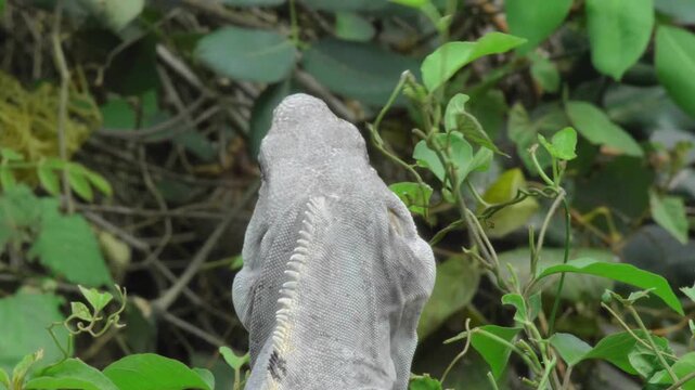 A gray iguana raises its head through dense foliage near Paso del Cedral, Cozumel, bringing its snout close to fresh leaves in a shaded patch of vegetation.