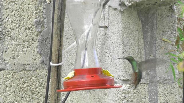 A yellow-bellied bananaquit approaches and drinks from a red nectar feeder near Paso del Cedral, Cozumel, briefly hovering and perching beside the feeding port.