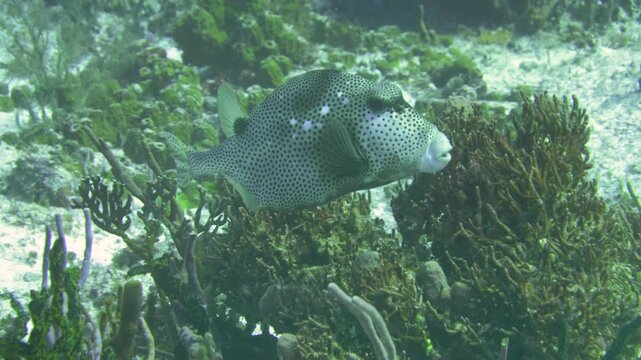 A spotted trunkfish moves through clear water above coral and rocky seabed at Paso del Cedral, Cozumel, surrounded by reef structure and scattered marine growth.
