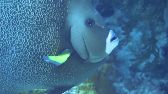 Adult French angelfish passes close to the camera beside coral and sponge growth at Yucab Reef, Cozumel, Quintana Roo, Mexico.