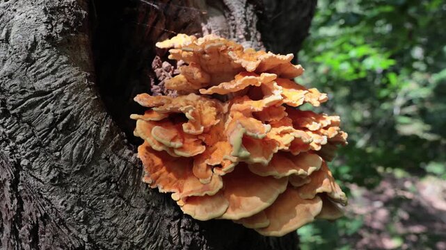 Chicken of the woods, Laetiporus, mushroom fungi  in a forest near The Hague, the Netherlands