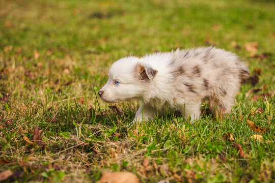 Fluffy Havanese Puppy Walking Left Through Autumn Grass