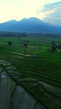 the beauty of the foggy morning panorama with sunrise and rice fields in Bengkulu, indonesia, asia