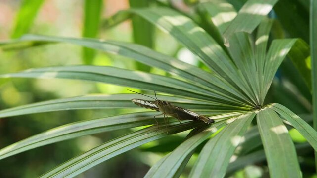 A Parthenos sylvia clipper butterfly resting on a large green leaf in a lush tropical environment. Nature and wildlife concept