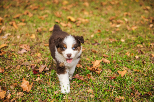 Brown and White Puppy Approaching Through Autumn Grass