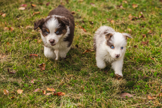 Two Fluffy Puppies Walking Toward Camera Through Autumn Grass