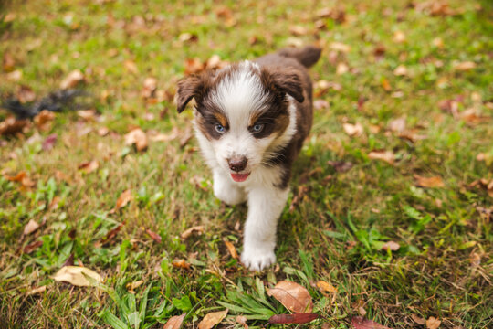 Blue-Eyed Havanese Puppy Approaching Across Autumn Grass