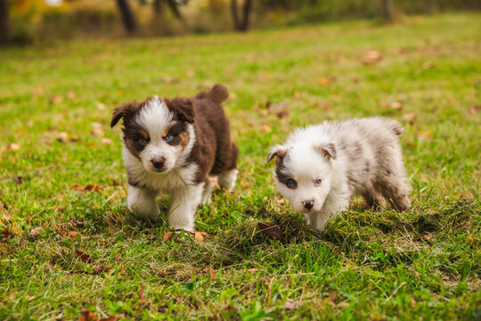 Two Fluffy Havanese Puppies Approaching Through Autumn Grass