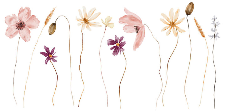 Watercolor Wildflower Set Hand-Painted Pink Poppies, Daisies, Purple Wildflowers and Wheat Stems on White Background. Clip art botanical illustrations on white background. For autumn rustic design