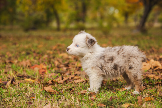 Fluffy Blue-Eyed Puppy Standing in Autumn Woodland