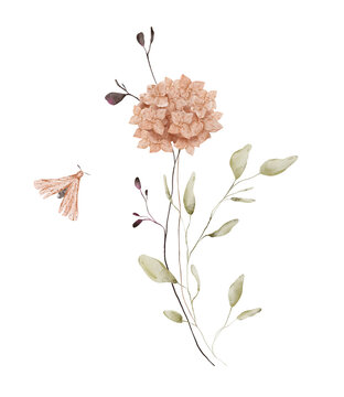 Hand-painted watercolor peach hydrangea branch with green leaves, small berries and a peach moth on white background. Delicate autumn botanical composition in coral, olive and cream tones.