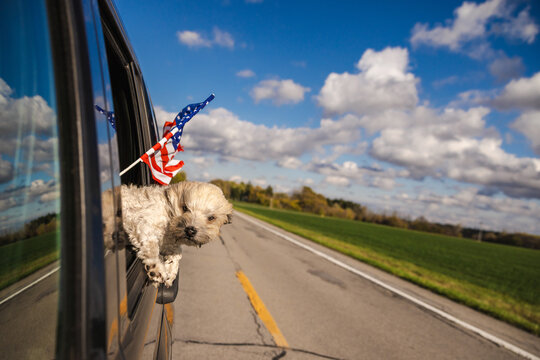 Fluffy Puppy Looking From Car Window With American Flag on Rural Road