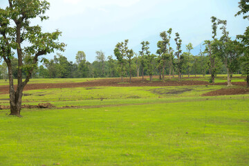 Fototapeta premium Lush Green Agricultural Field with Trees in Rural Landscape