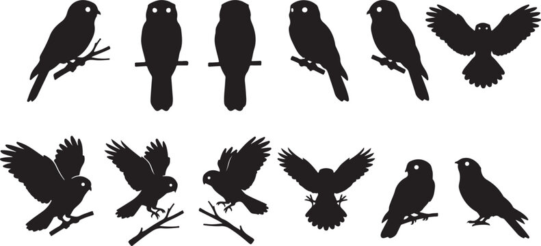 New Caledonian owlet-nightjar silhouette collection featuring elusive nocturnal birds perching, flying, landing, taking off, hunting, and alert poses.