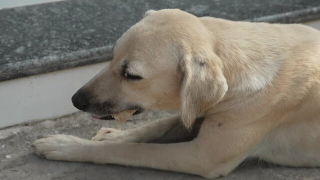 Stray dog eating food on the ground outdoors