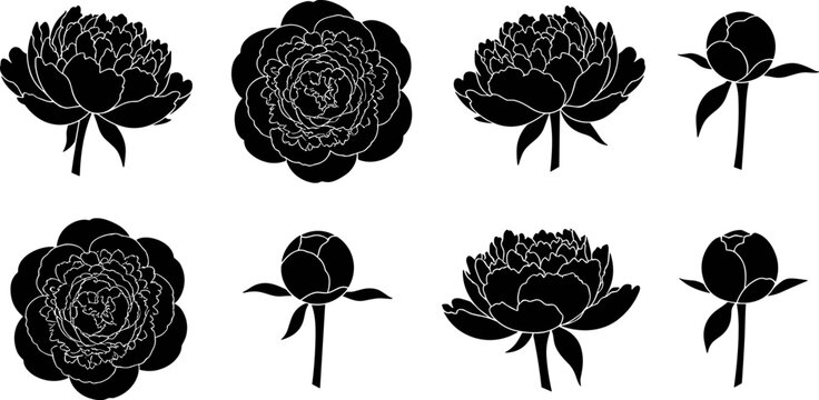 Peony flower head silhouette set vector featuring blooming peony flowers rose buds and black line art