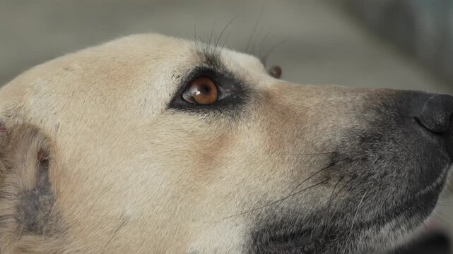 Close-up profile of a stray dog's head looking away