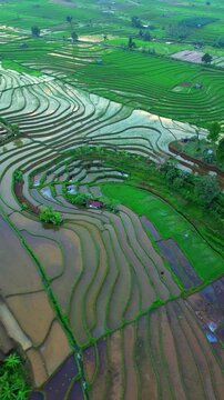 the beauty of the foggy morning panorama with sunrise and rice fields in Bengkulu, indonesia, asia
