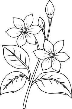 Hand drawn jasmine flower outline illustration
