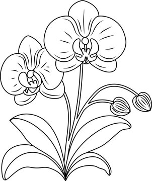 Moon orchid flower outline illustration