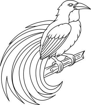 Cendrawasih bird of paradise line art illustration