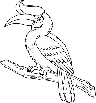 Enggang hornbill bird outline illustration