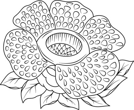 Rafflesia arnoldii flower hand drawn outline illustration