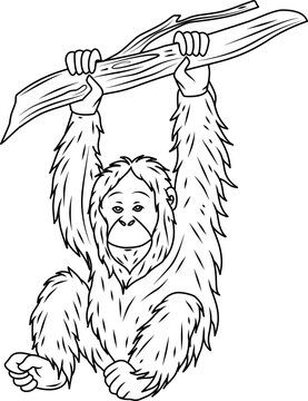 Orangutan swinging on branch line art illustration