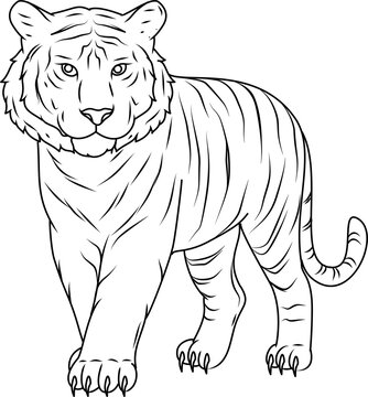 Sumatran tiger outline illustration