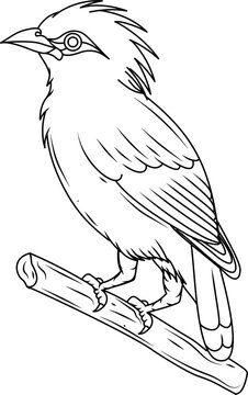 Jalak bali bird hand drawn outline illustration