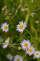Obraz premium Macro view of multiple japanese aster flower heads with pale violet petals and yellow centers blooming together in a summer meadow - latin name - Kalimeris incisa Charlotte