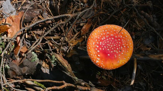 Bright red amanita muscaria mushroom with white spots growing on forest floor, sunlight casting changing shadows over woodland ground and its iconic poisonous cap. Poisonous red fly agaric mushroom
