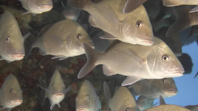 Close view follows tightly packed white grunts moving together beneath a shaded coral ledge at Yucab Reef, Cozumel, Quintana Roo, Mexico.