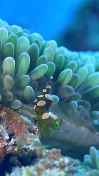A tiny patterned shrimp moves beside an anemone over an encrusted reef surface at Yucab Reef, Cozumel, Quintana Roo, Mexico.