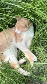 cat in the grass