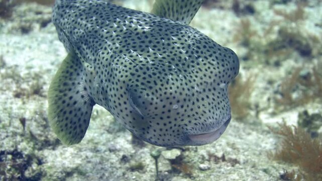 Large spotted porcupinefish approaches the camera above a rocky coral seabed at Tormentos, Cozumel, Quintana Roo, Mexico.